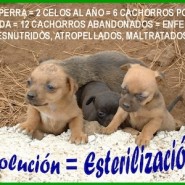 Cuidados al esterilizar perros