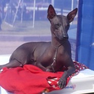 Cuidados de los perros sin pelo