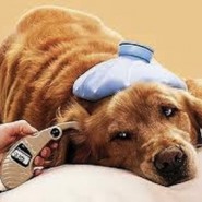 Cuidados de un perro diabético