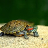 Cuidados para una Tortuga de Agua