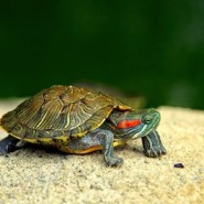 Cuidados para una Tortuga de Agua