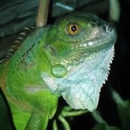 Curiosidades y alimentación de las Iguanas