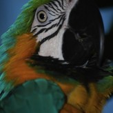 El asma en Guacamayas