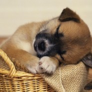 El sueño en los perros
