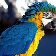 Enfermedades de los Loros