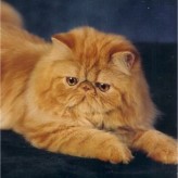 Enfermedades del gato persa