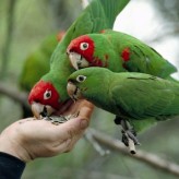 Especies de loros y su alimentación