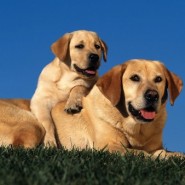 Evitar la obesidad del perro Labrador