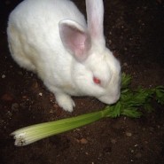La Alimentación del Conejo