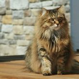 La Osteoartrosis en Gatos