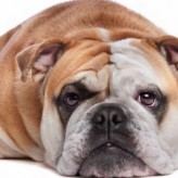 La dieta para perros con sobrepeso