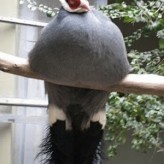 La obesidad en las aves