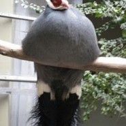 La obesidad en las aves