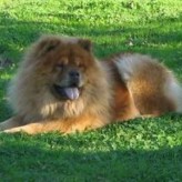 La vejez del Chow Chow