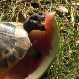 Las tortugas de tierra y su alimentación
