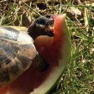 Las tortugas de tierra y su alimentación