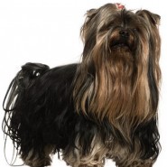 Los cuidados del Yorkshire Terrier