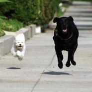 Necesidad de ejercicios en perros