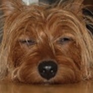 Perro de raza Australian Terrier