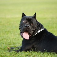 Perro de raza Cane Corso
