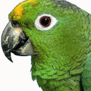 Problemas visuales en las Aves