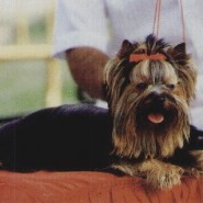 Productos para embellecer tu mascota