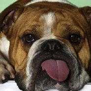 Razas de perros más propensas a Enfermedades