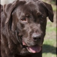 Ventajas y desventajas de tener un Labrador