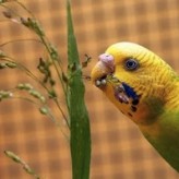 Vitaminas y minerales para las aves