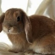 Otras afecciones de los conejos