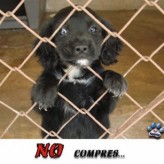 Queremos ser adoptados 8