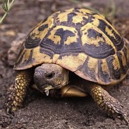 Alimentación de la tortugas de Tierra