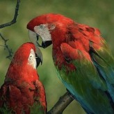 Alimentación del Loro