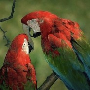Alimentación del Loro