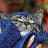 Bañar a un gato