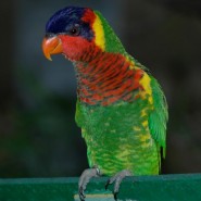 Características de los pájaros