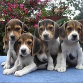 Cómo cuidar a un Cachorro
