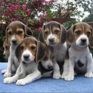 Cómo cuidar a un Cachorro