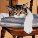 Cómo cuidar un gato