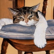 Cómo cuidar un gato