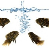 Como limpiar un Acuario