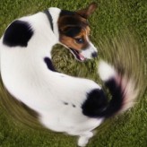 Comportamiento de perros