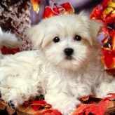 Conoce al Perro Maltes