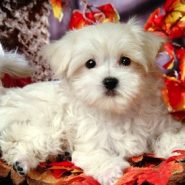 Conoce al Perro Maltes