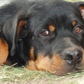 Cuidados del Rottweiler