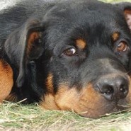 Cuidados del Rottweiler