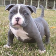 Educación de Cachorros Pitbull