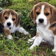 El perro Beagle