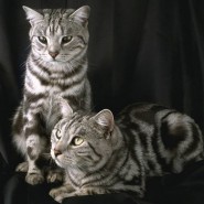 Enfermedades de gatos