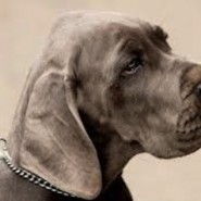 Enfermedades en Perros